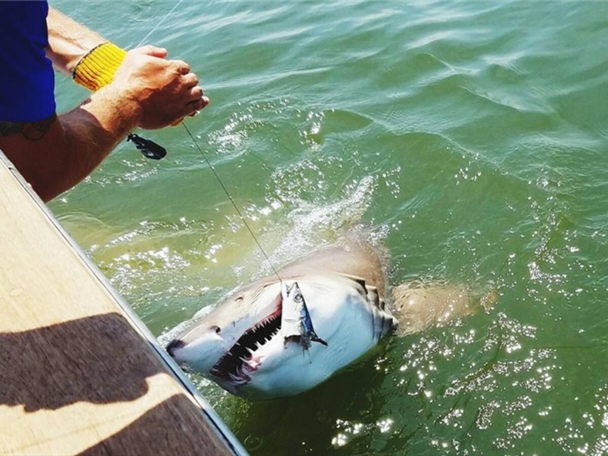 Preocupación por resolución que abre la puerta a caza de tiburones en Colombia