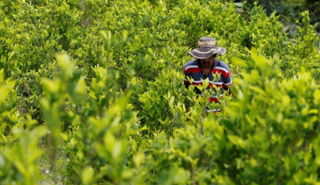 Campesinos rechazan erradicación de cultivos ilícitos