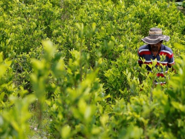Campesinos rechazan erradicación de cultivos ilícitos