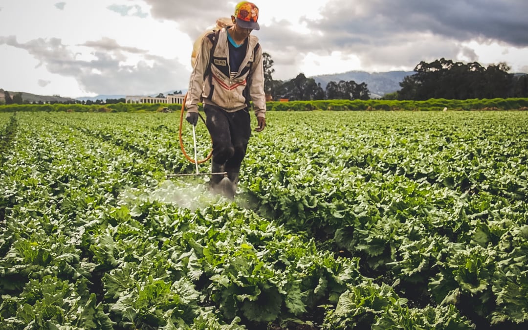 Cortesía : Banco Agrario