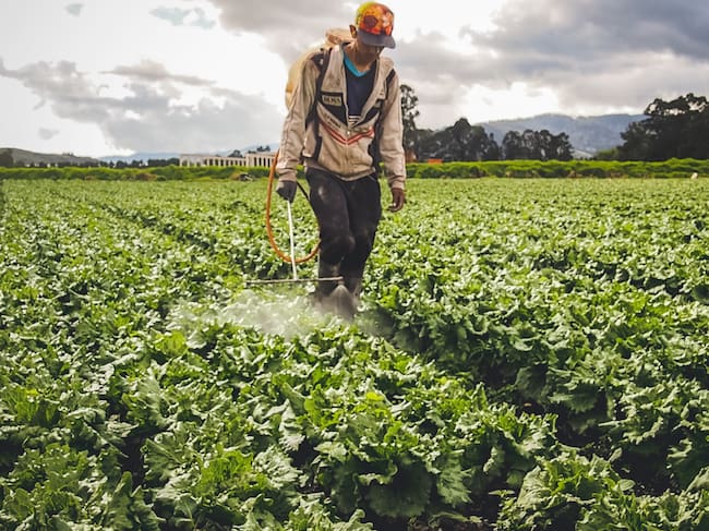 Cortesía : Banco Agrario