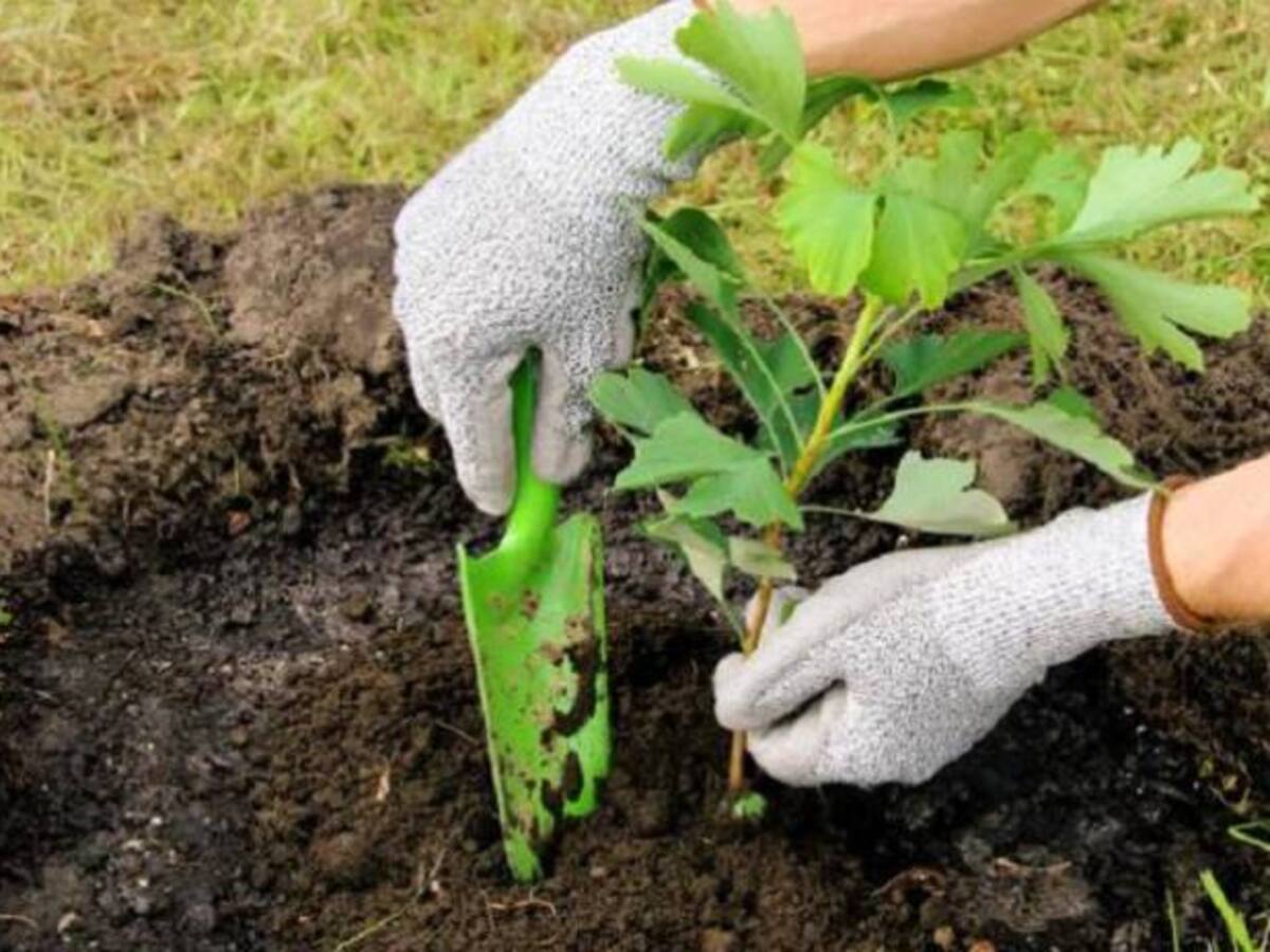 Se inicia “sembratón” en Neiva