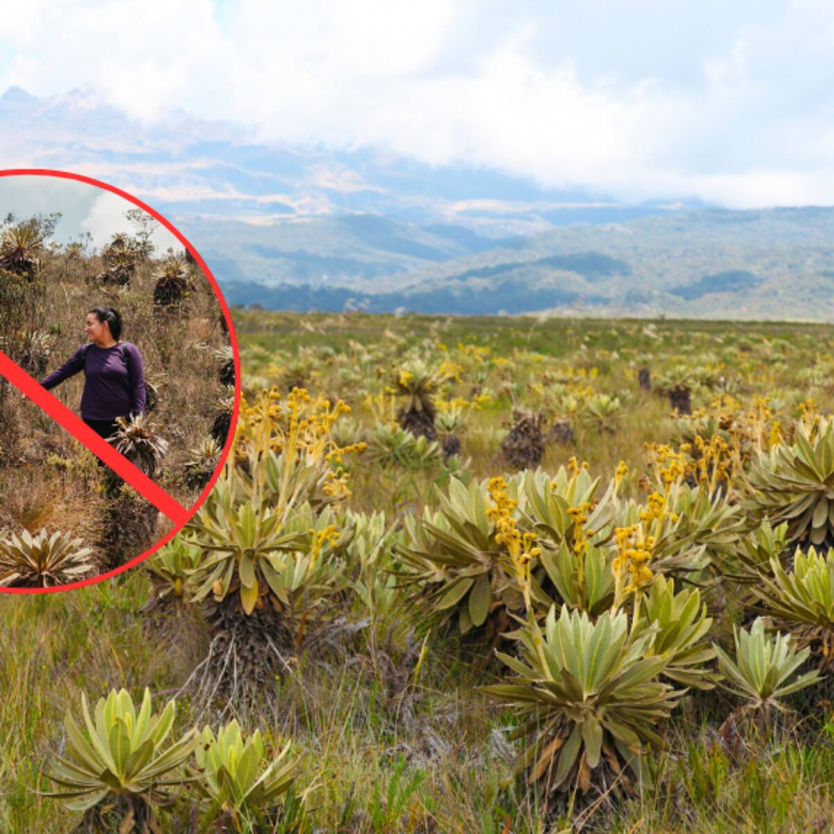 ¿Se acaban las excursiones en los páramos? Directora de la CAR explica la nueva restricción