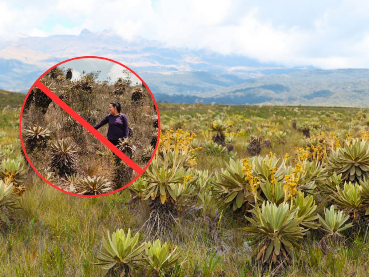 ¿Se acaban las excursiones en los páramos? Directora de la CAR explica la nueva restricción