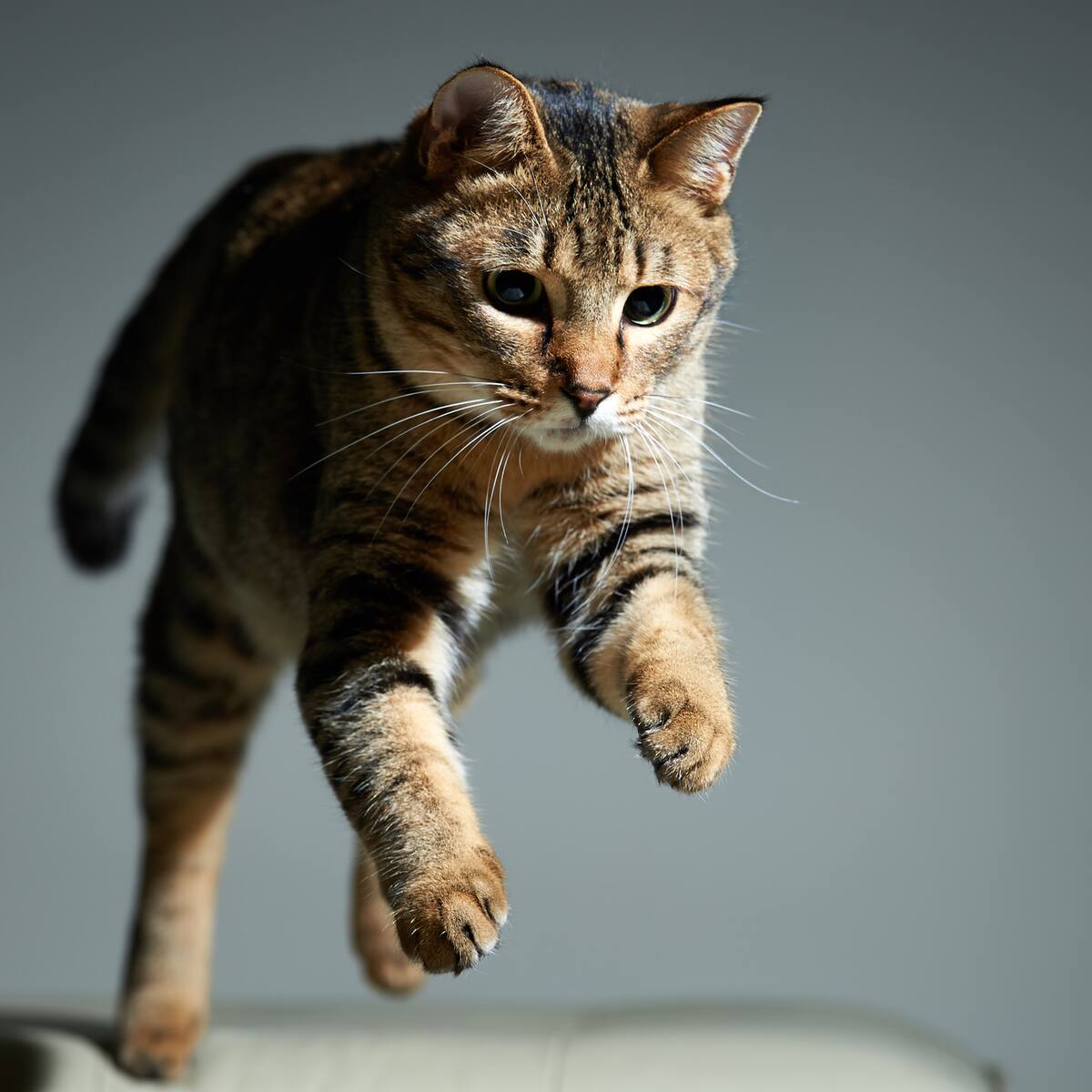 Un hombre fue judicializado y acusado de la muerte del gato de su vecina en Bucaramanga
