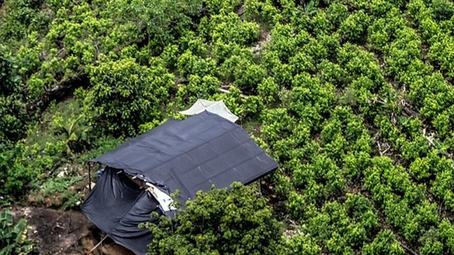 Colombia y EEUU se comprometen a reducir el 50% de la producción de drogas para 2023. Foto: Colprensa