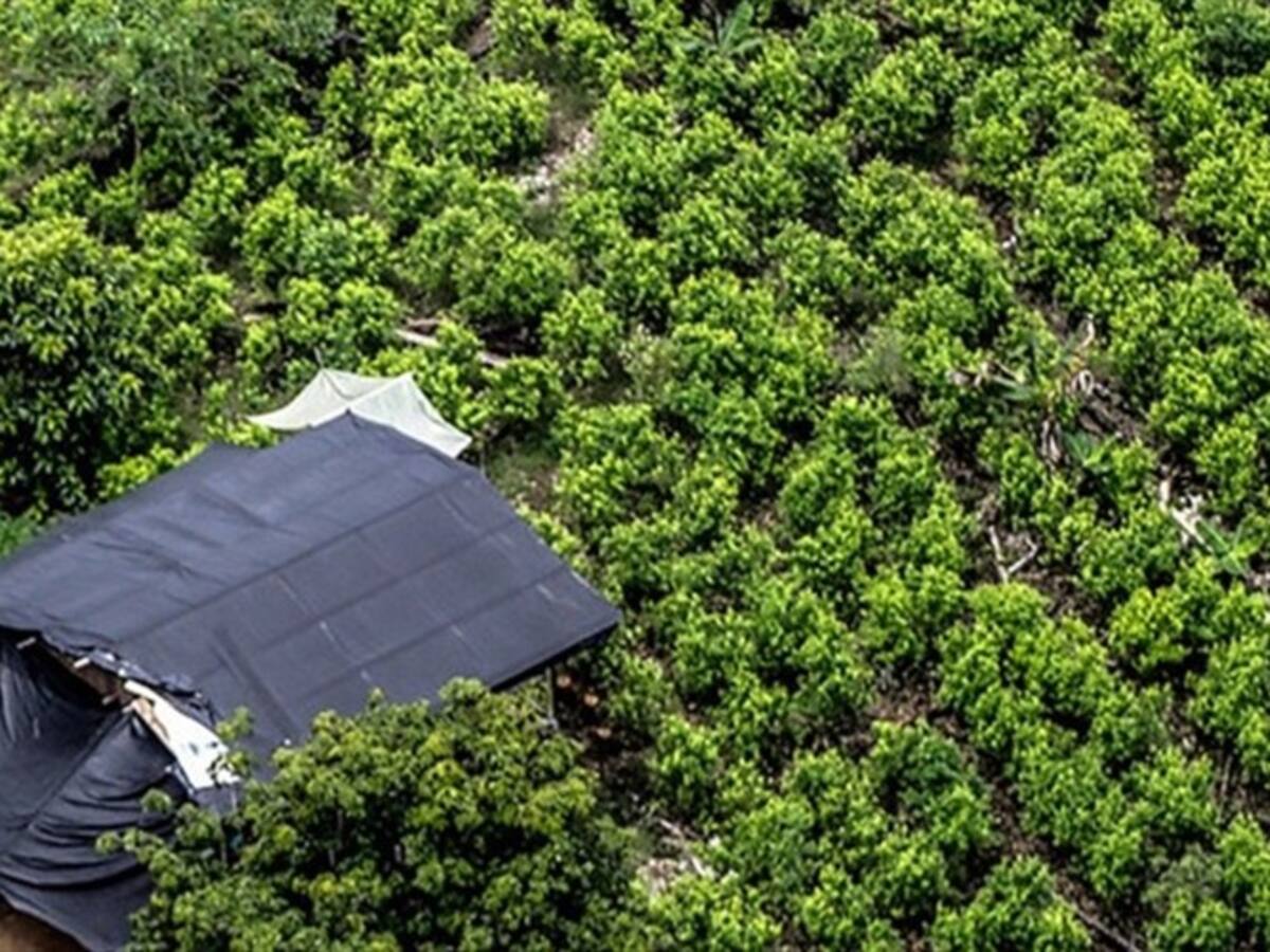 Colombia y EEUU se comprometen a reducir el 50% de la producción de drogas para 2023
