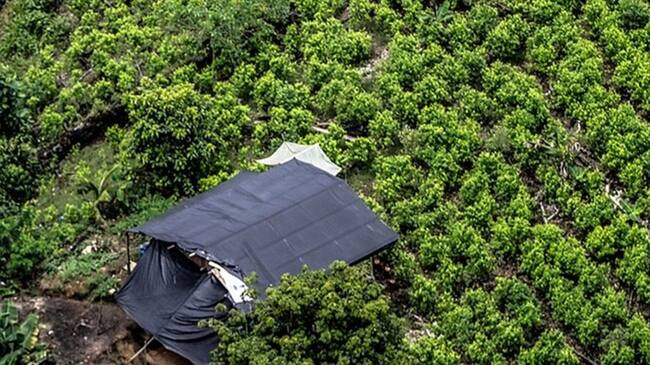 Colombia y EEUU se comprometen a reducir el 50% de la producción de drogas para 2023. Foto: Colprensa