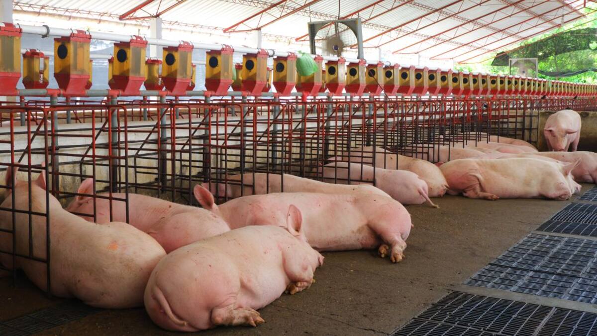 Cada colombiano consume, en promedio, 11,3 kilos de carne de cerdo al año