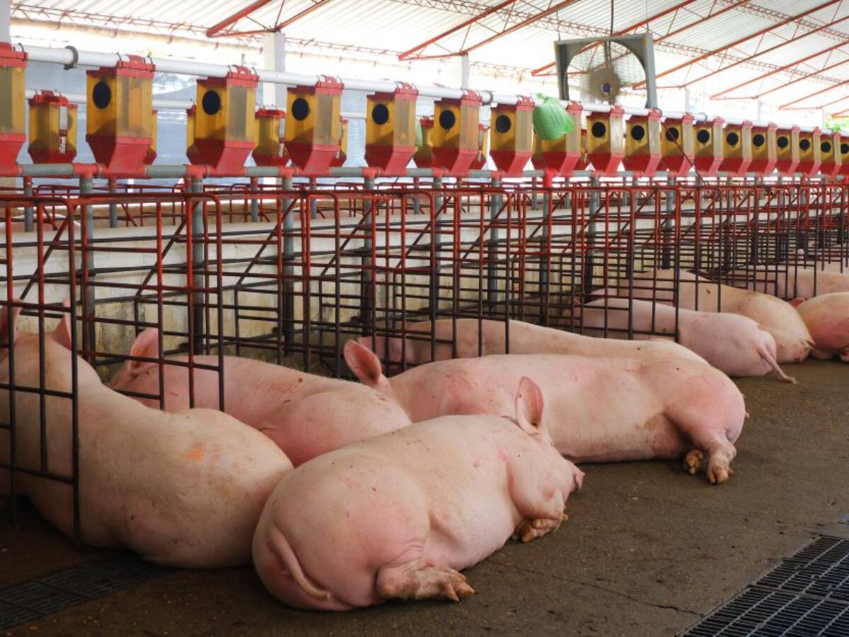 Cada colombiano consume, en promedio, 11,3 kilos de carne de cerdo al año