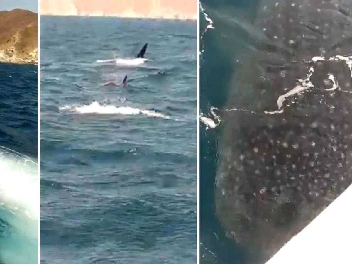 Veeduría Animal solicita pedagogía para preservar especies marinas