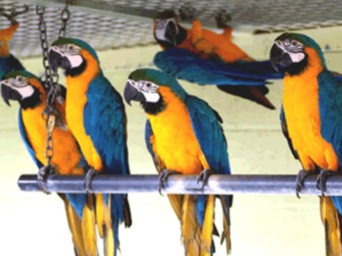 Secretaría de Ambiente ha incautado 450 animales silvestres en la temporada de vacaciones