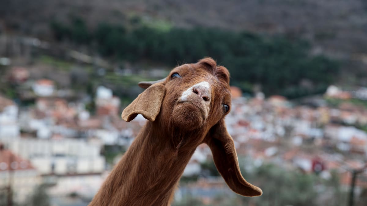 De dónde es el gentilicio ‘pelachivas’ en Colombia: Pertenece al departamento de Tolima