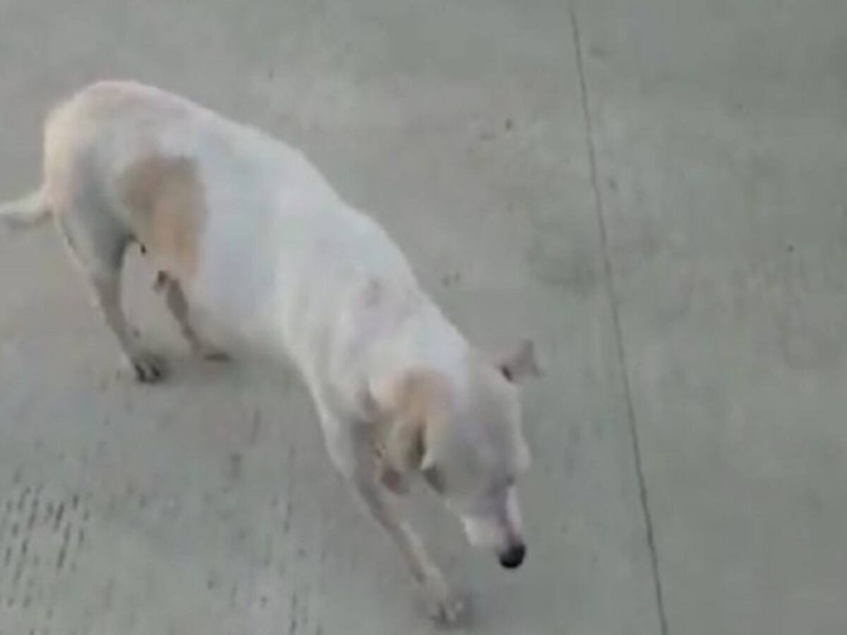 Apareció uno de los perros dopados y maltratados en el Sena en Malambo