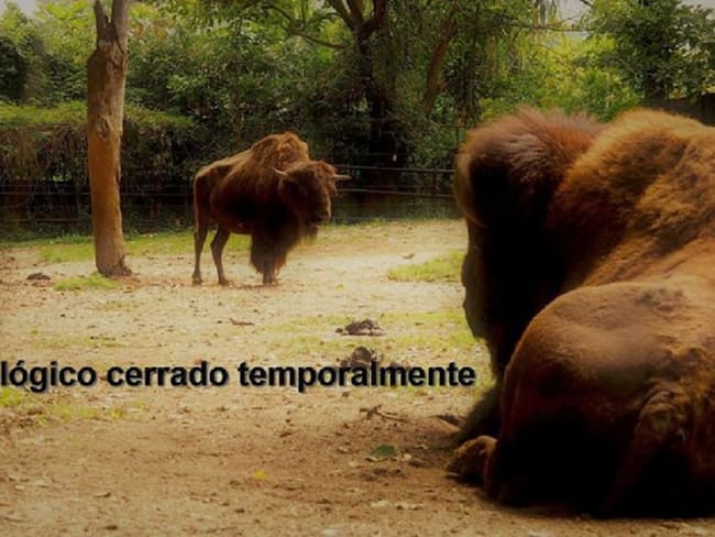 La alcaldía apadrinará a los animales del Zoológico de Medellín