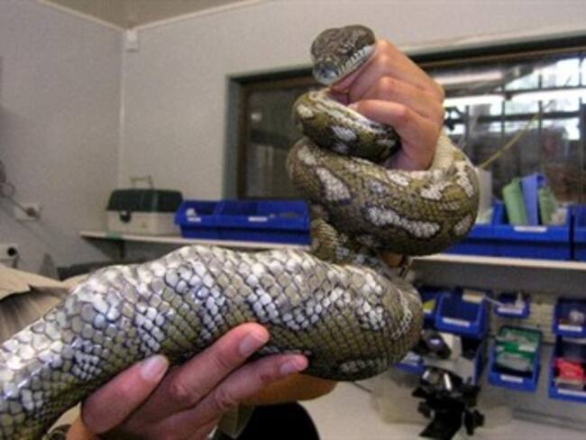 Salvan una culebra Pitón del Parque Explora