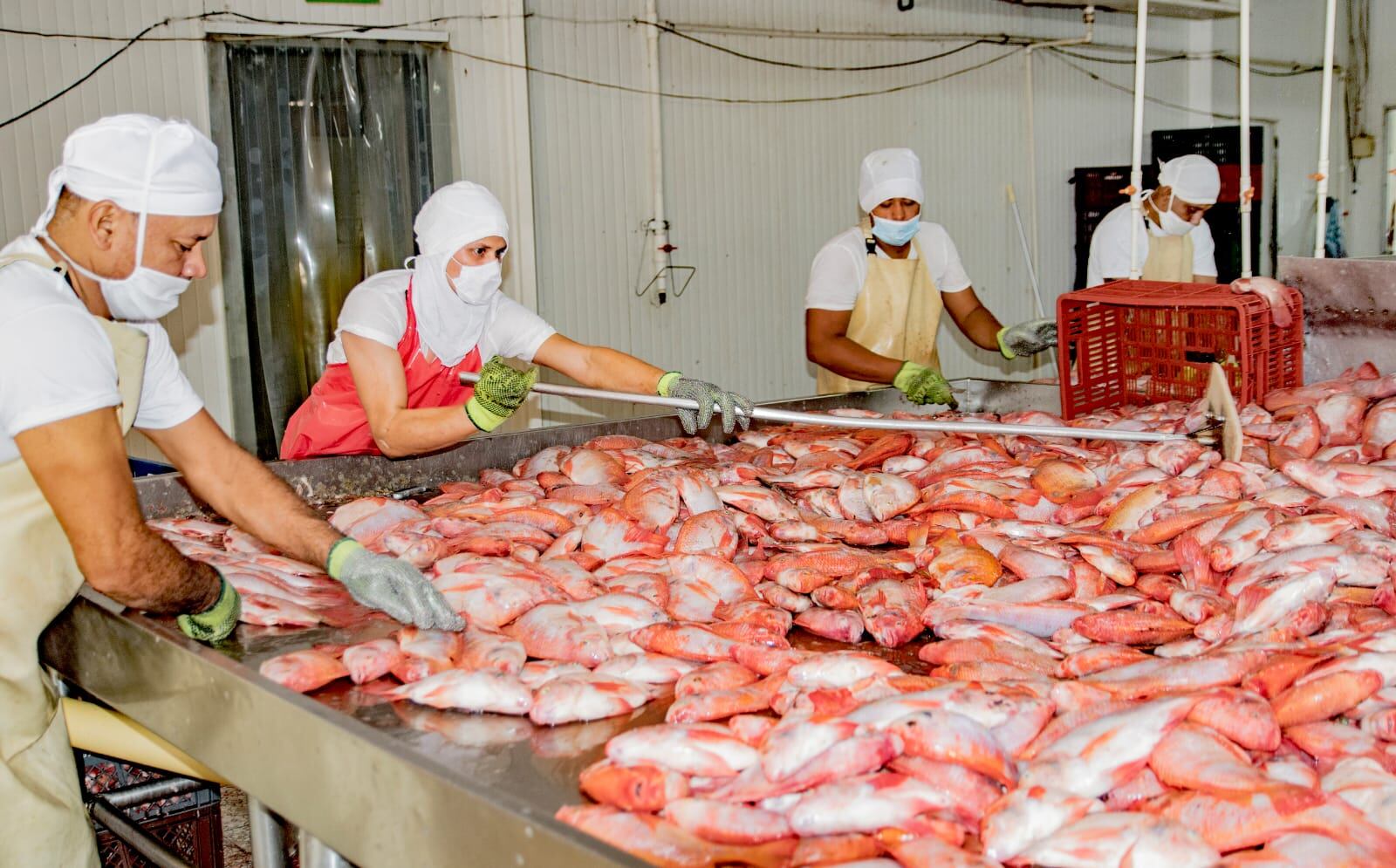 En la actualidad cerca del 40% de la producción piscicola en el país es del Huila.