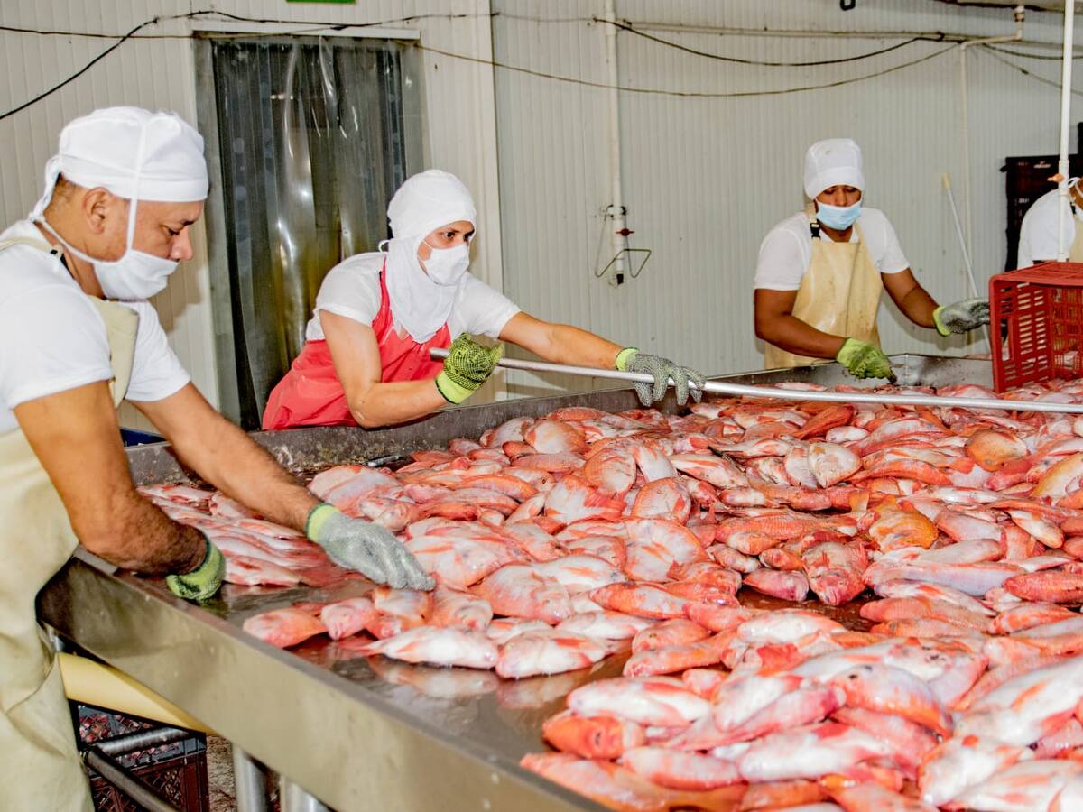 El Huila se consolida como el primer productor piscícola del país