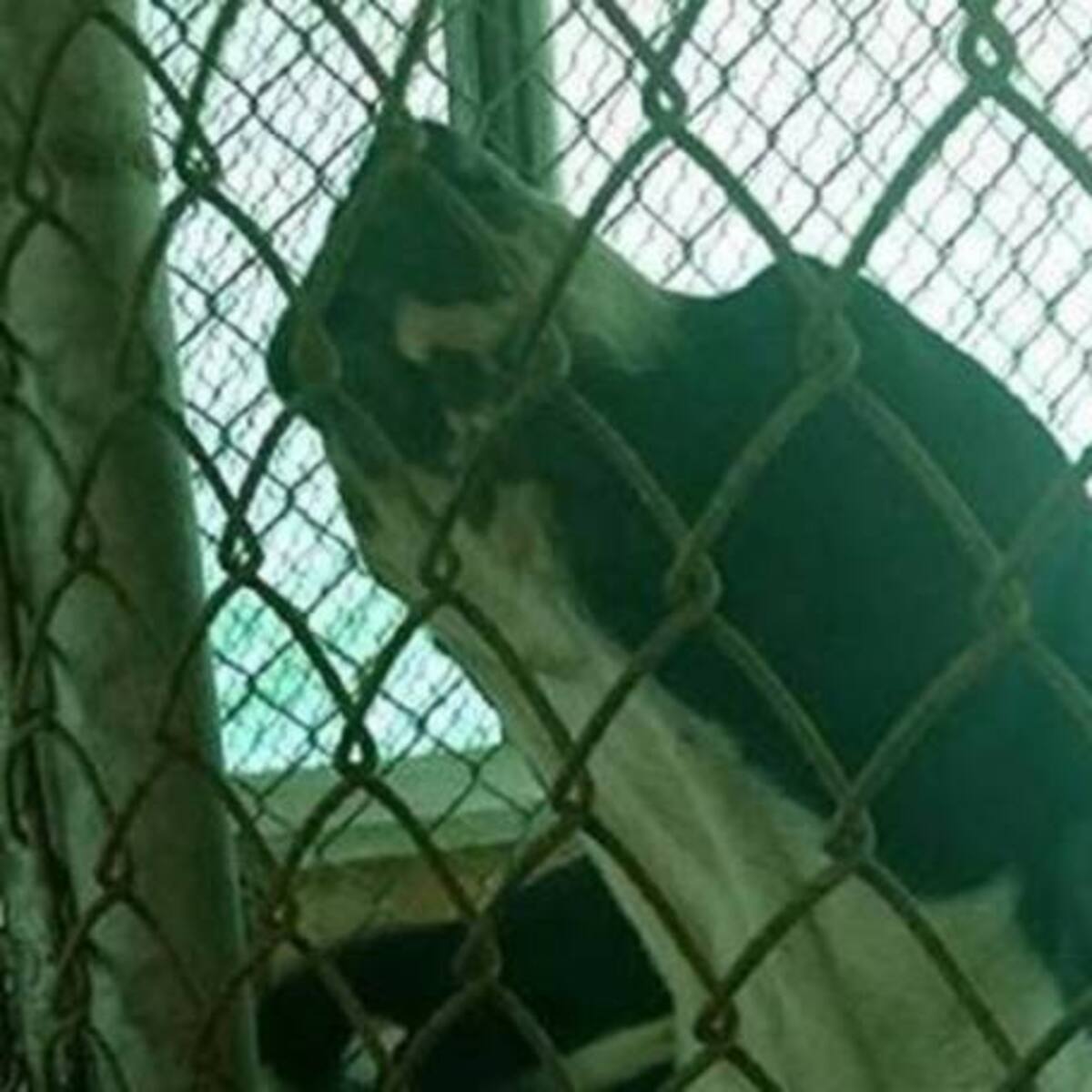 En Armenia estudian si sacrifican al perro que mordió a un niño en la cara