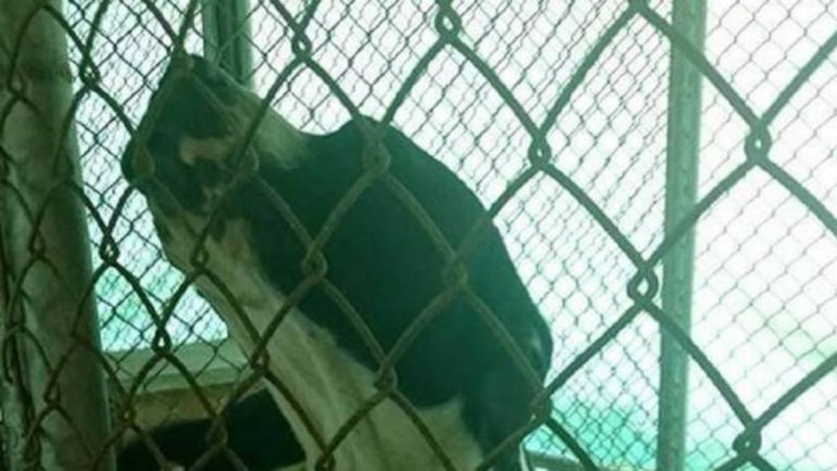 En Armenia estudian si sacrifican al perro que mordió a un niño en la cara