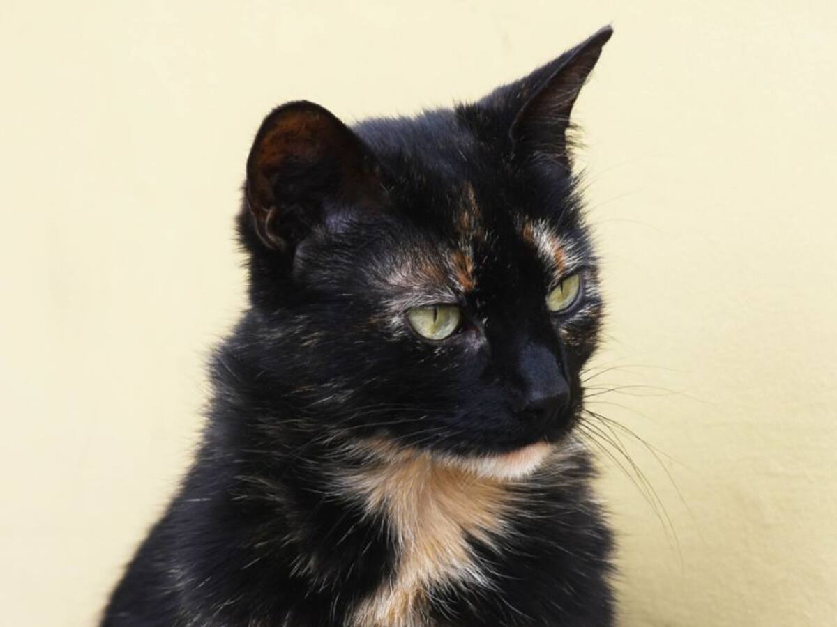 Negrita