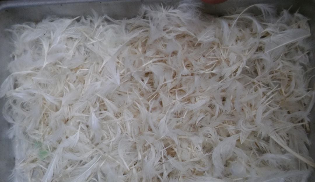 Plumas para alimentar animales.