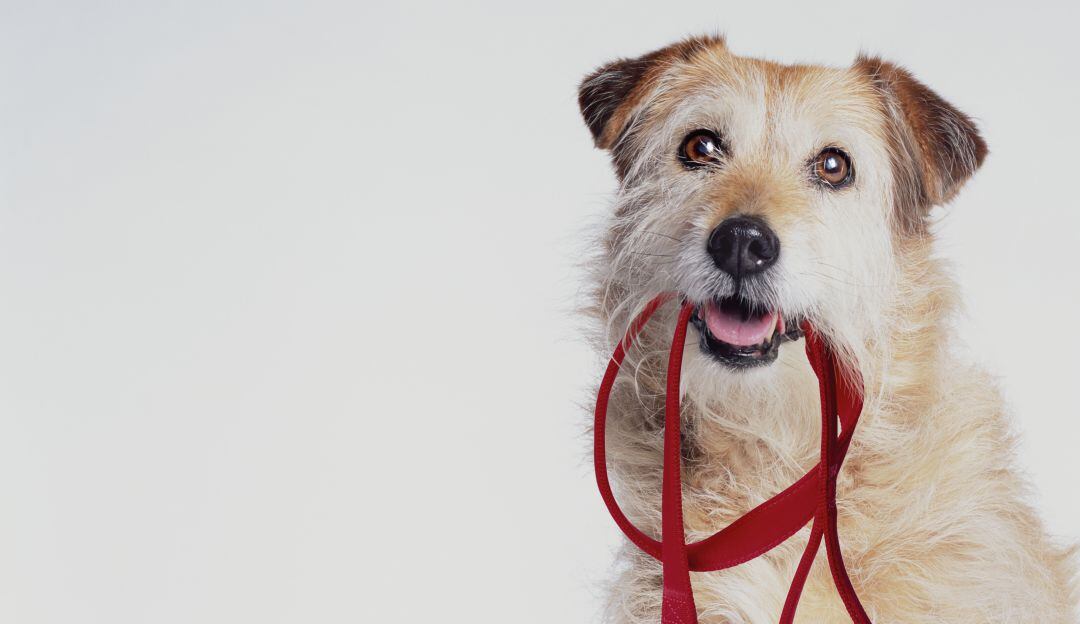 ¿Cómo evitar que mi perro tire de la correa?