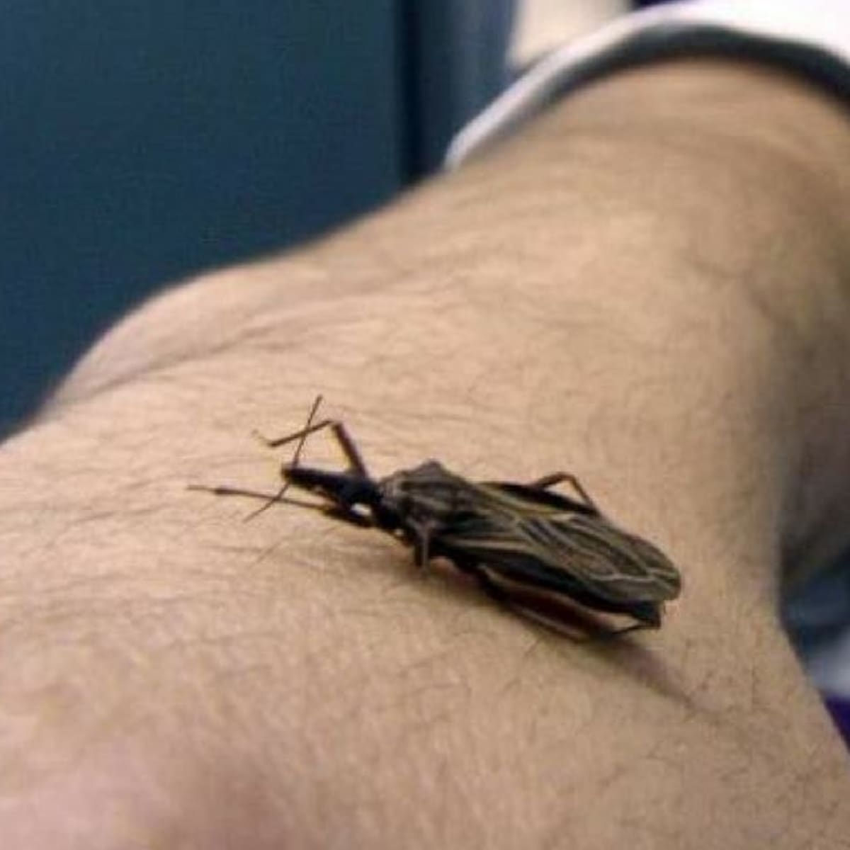 ¿Registra el Huila casos de la enfermedad de Changas?