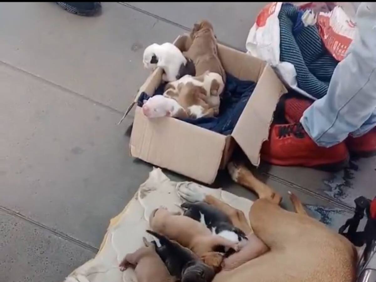 TransMilenio tendrá equipo especial contra la explotación de animales