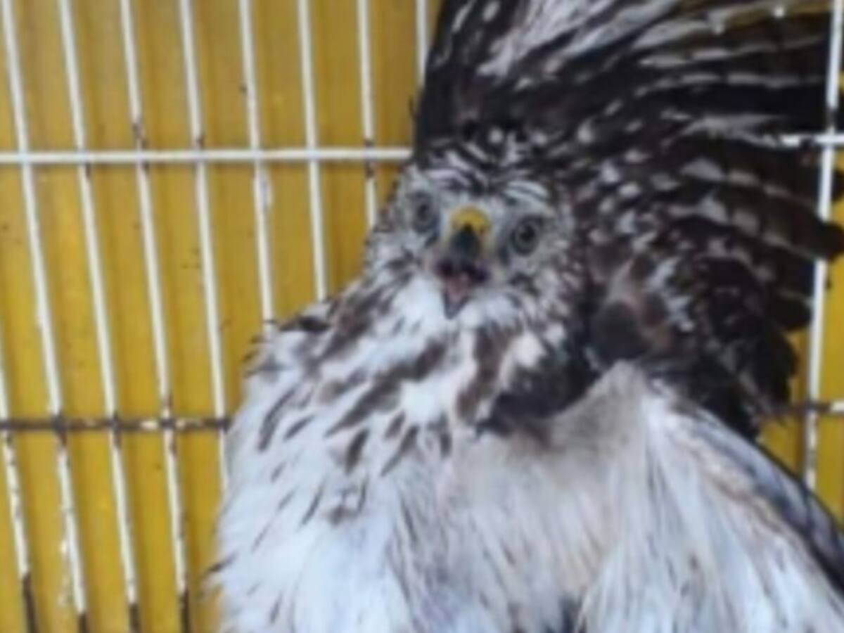 Este 2020 se han recuperado 621 ejemplares de fauna silvestre en Caldas