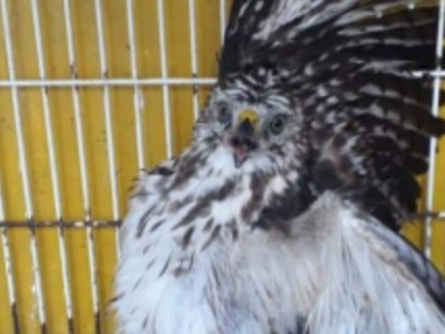 Este 2020 se han recuperado 621 ejemplares de fauna silvestre en Caldas