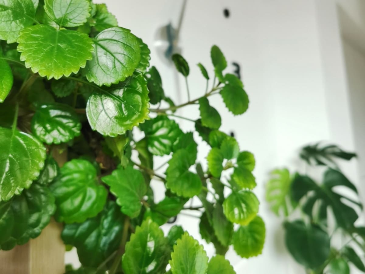Significado de la planta ‘millonaria’ y dónde ubicarla para atraer abundancia