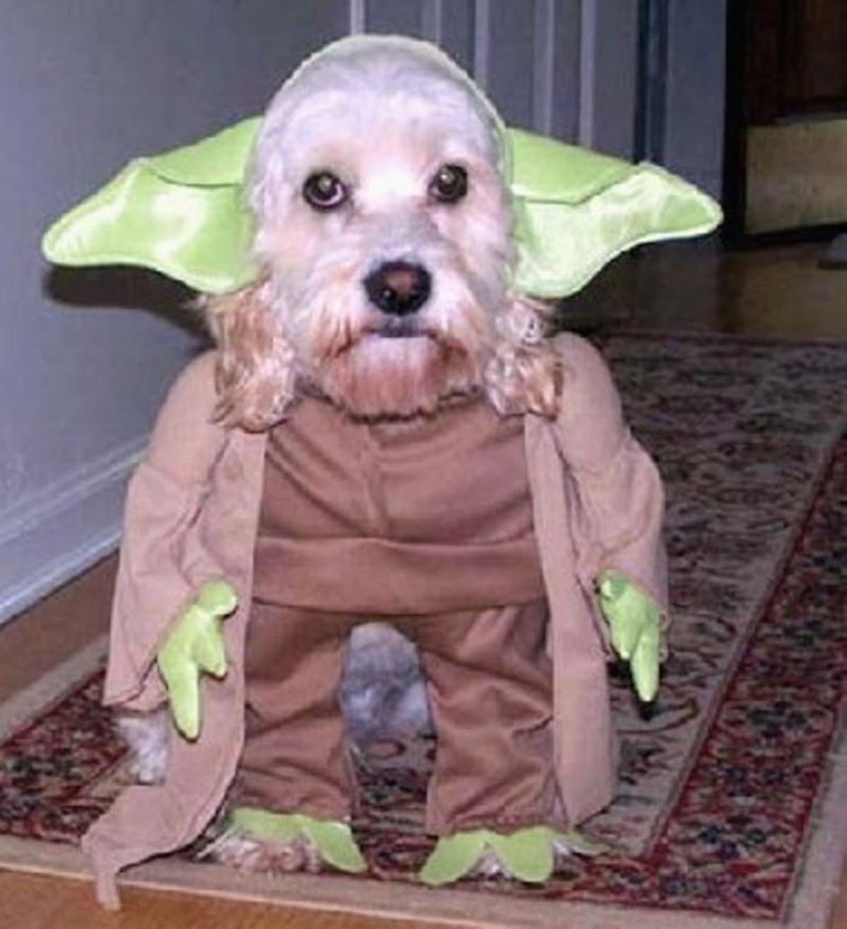Las personas no dudan en vestir a sus mascotas el día de Halloween. Tanto ellos como los espectadores disfrutan, tanto así que participan en concursos.