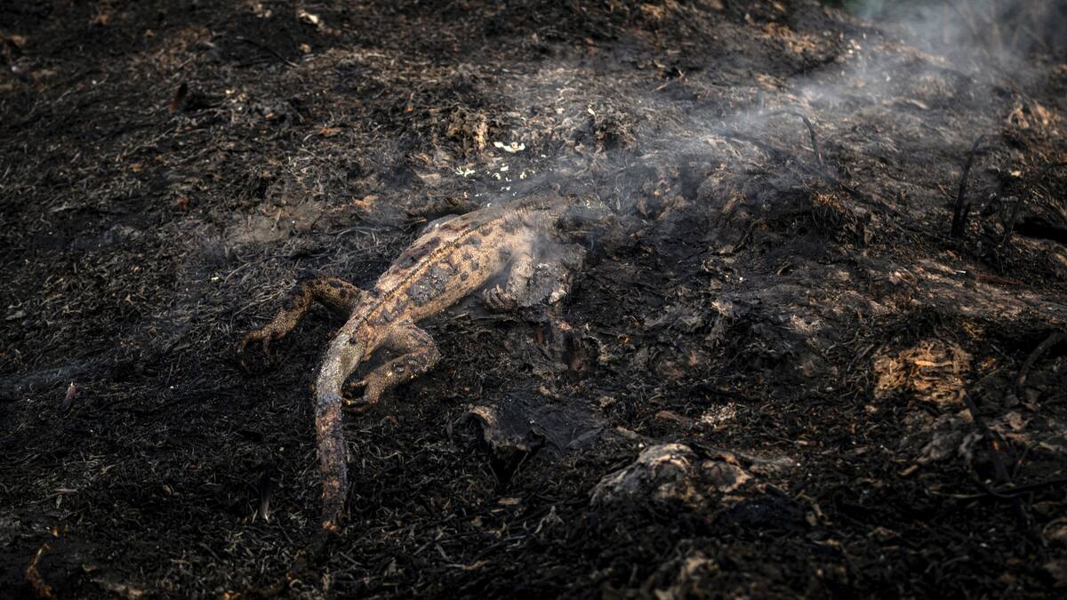 Alerta amarilla por incendios forestales en cinco poblaciones del Atlántico