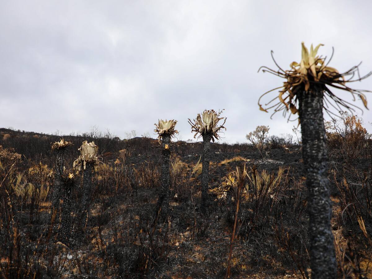 Se han registrado 24 incendios forestales en el departamento de Boyacá desde diciembre del 2024