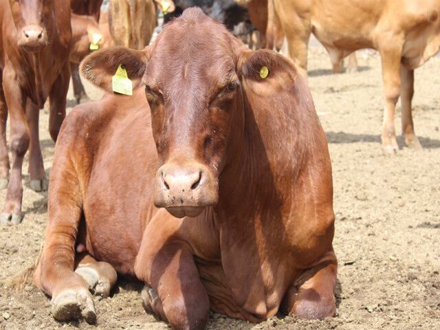 Muchos ganaderos temen que denunciar . Foto Redes Sociales Relacionada.