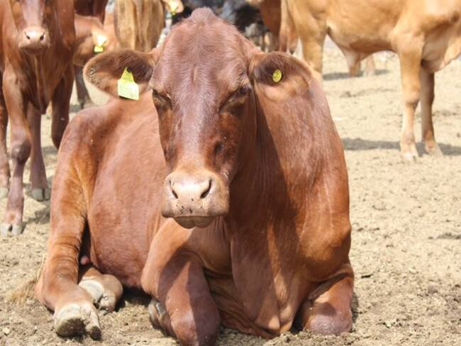 Muchos ganaderos temen que denunciar . Foto Redes Sociales Relacionada.