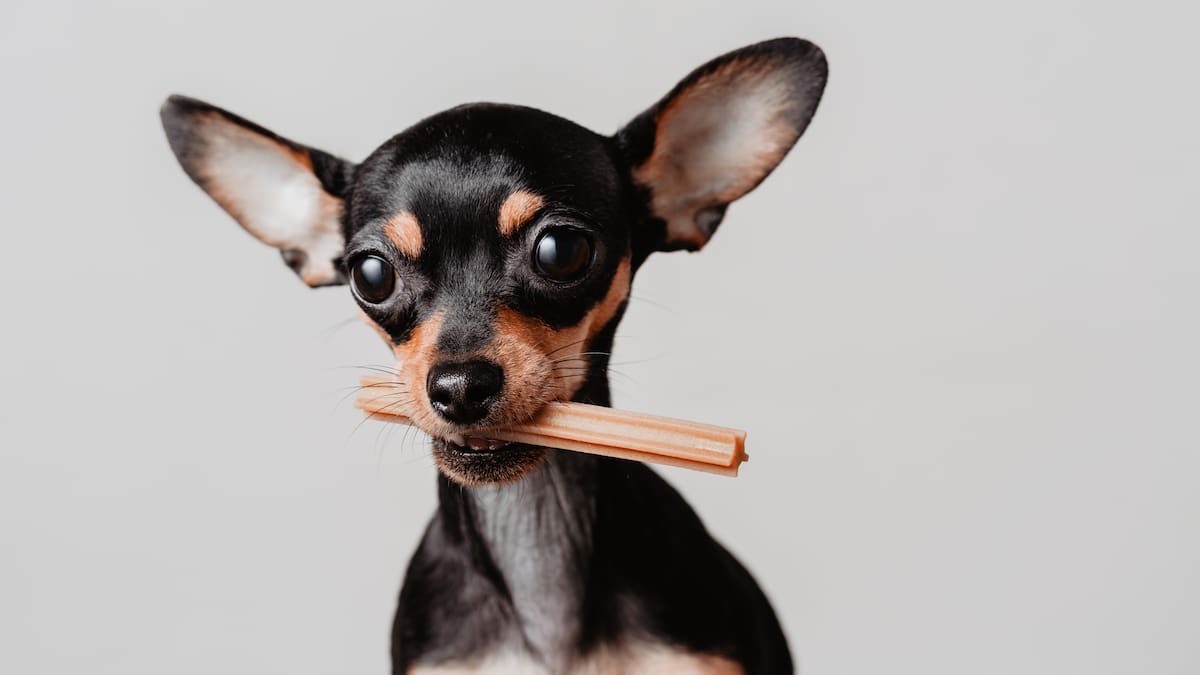 ¿Qué contienen los palitos para perros? Le contamos si son buenos o malos para su mascota