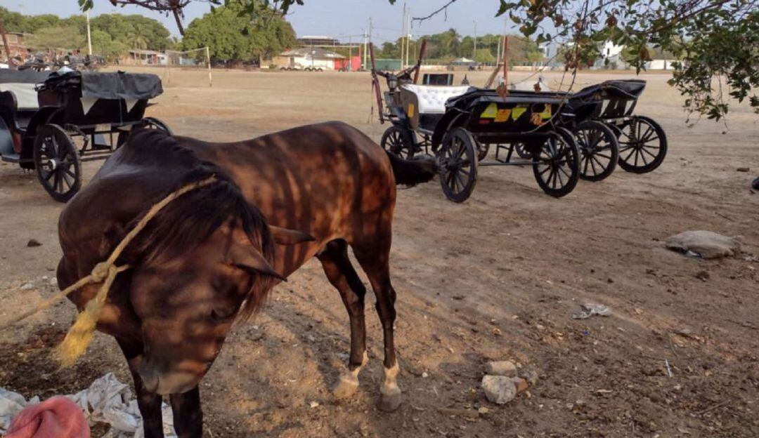 El Ministerio Público exhortó al alcalde Dau a tomar medidas que deben incluir el retiro de los caballos cocheros que no estén en condiciones