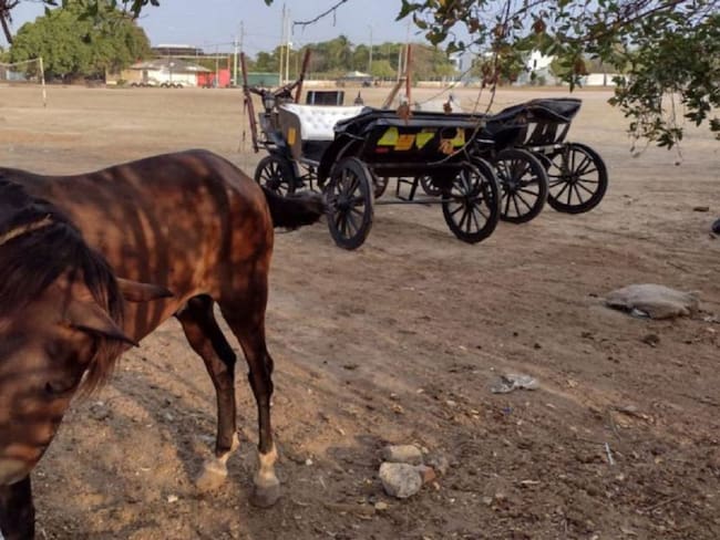 El Ministerio Público exhortó al alcalde Dau a tomar medidas que deben incluir el retiro de los caballos cocheros que no estén en condiciones