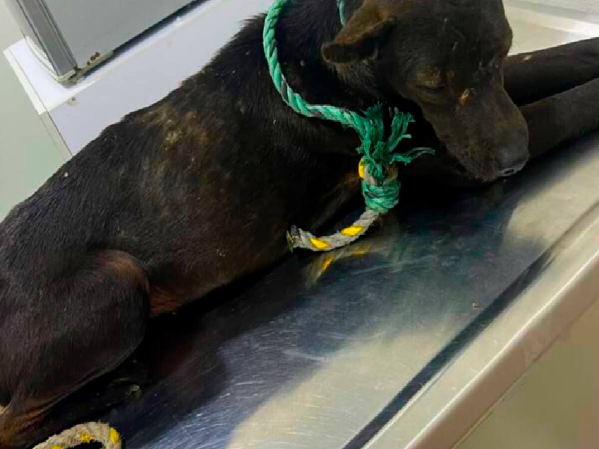 Ocupantes de un taxi amarraron a un perro y lo arrastraron varias cuadras en Cartagena