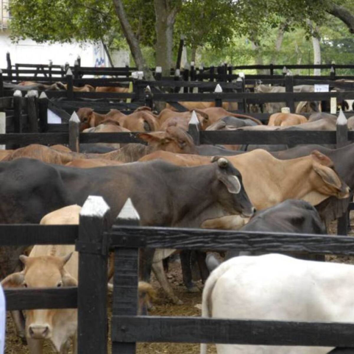 El robo de ganado bajo la modalidad de ‘Carneo’ preocupa a las autoridades del Tolima
