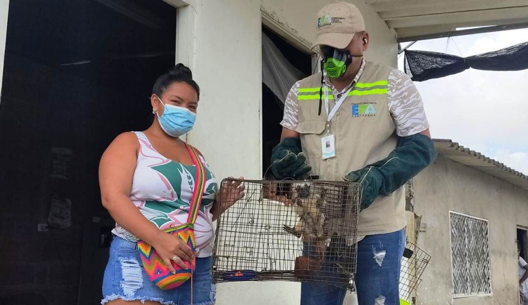 Siguen entregas voluntarias de animales silvestres en Cartagena
