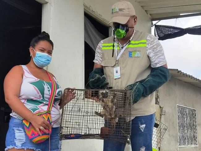 Siguen entregas voluntarias de animales silvestres en Cartagena