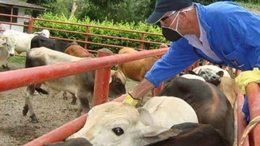 Norte de Santander trabaja para evitar ingreso de fiebre aftosa por la frontera. Foto: Colprensa