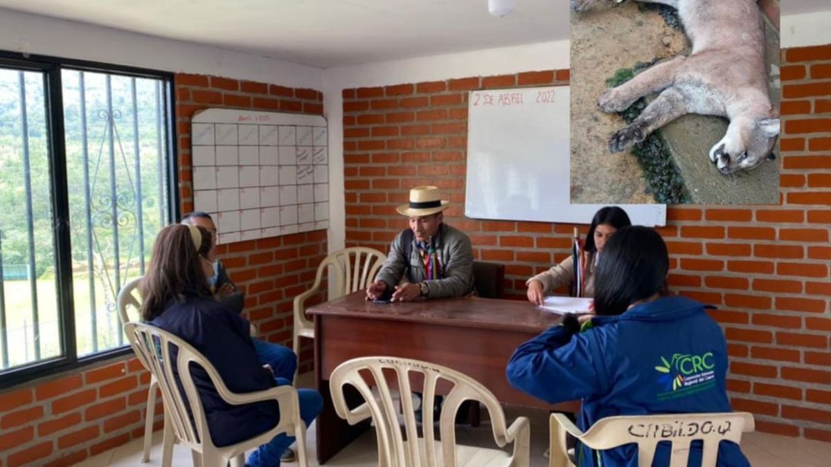 Rechazan el asesinato de un puma concolor en Silvia, Cauca