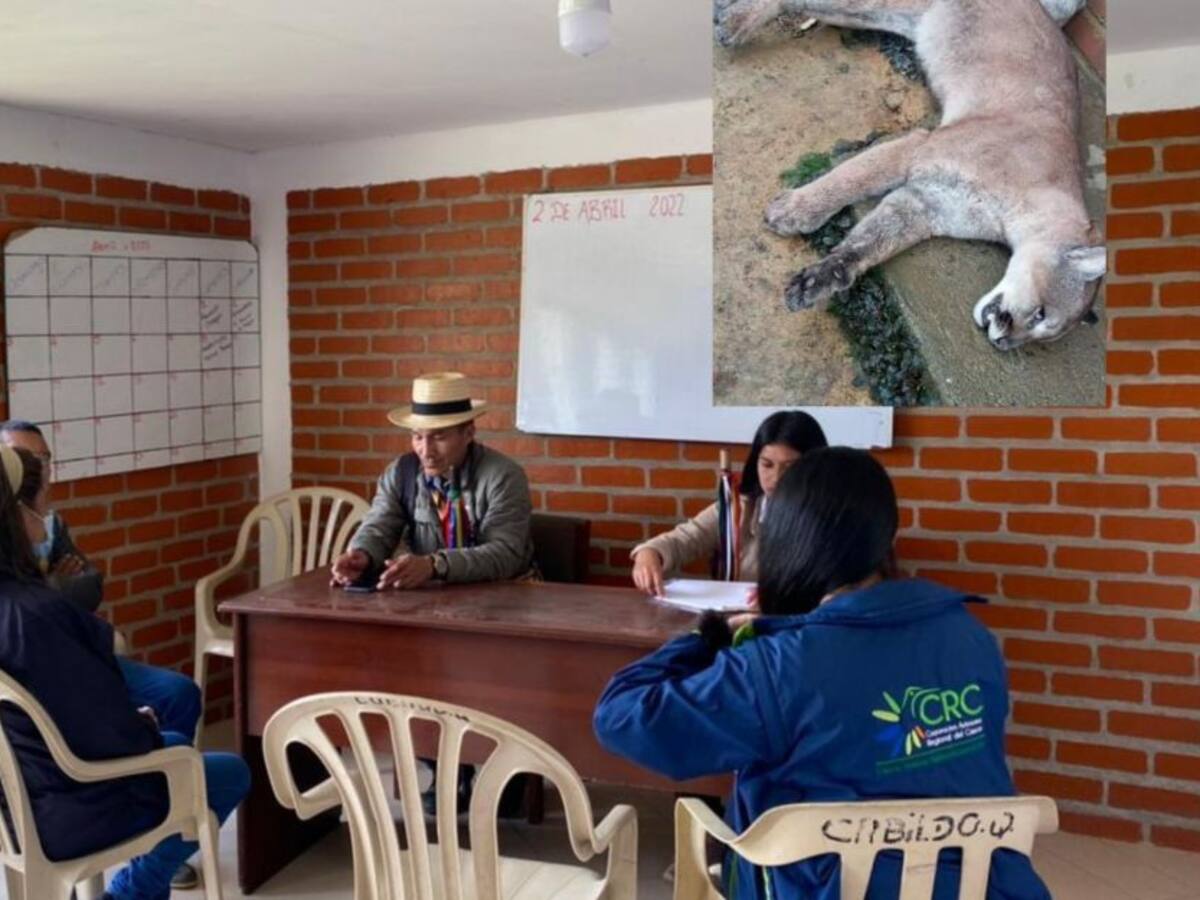Rechazan el asesinato de un puma concolor en Silvia, Cauca