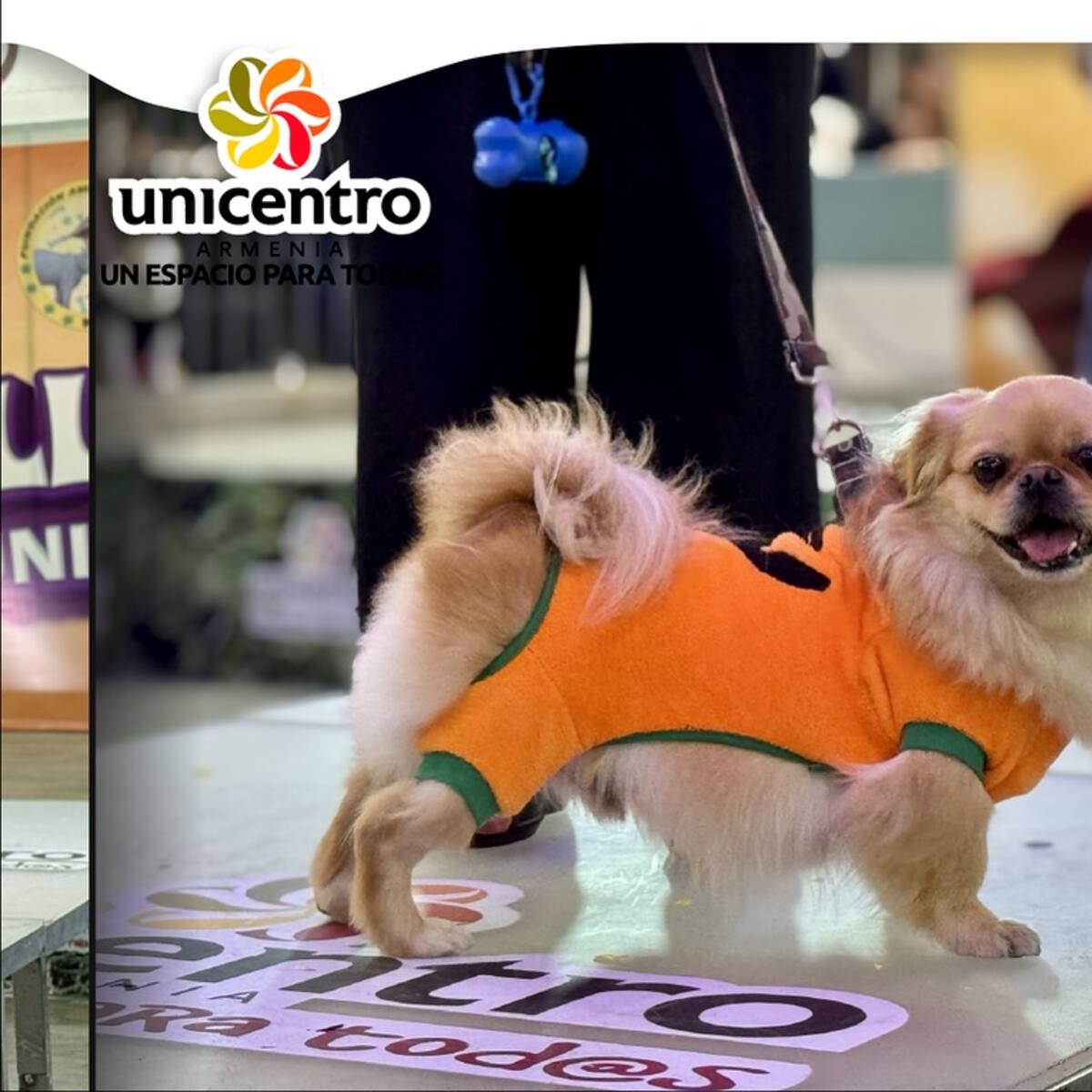 En Halloween ojo con las mascotas, animalistas de Armenia y el Quindío entregan recomendaciones