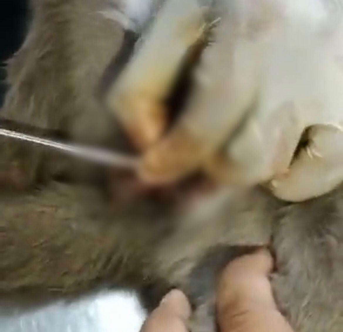 Procedimientos . Animalistas de Santa Marta