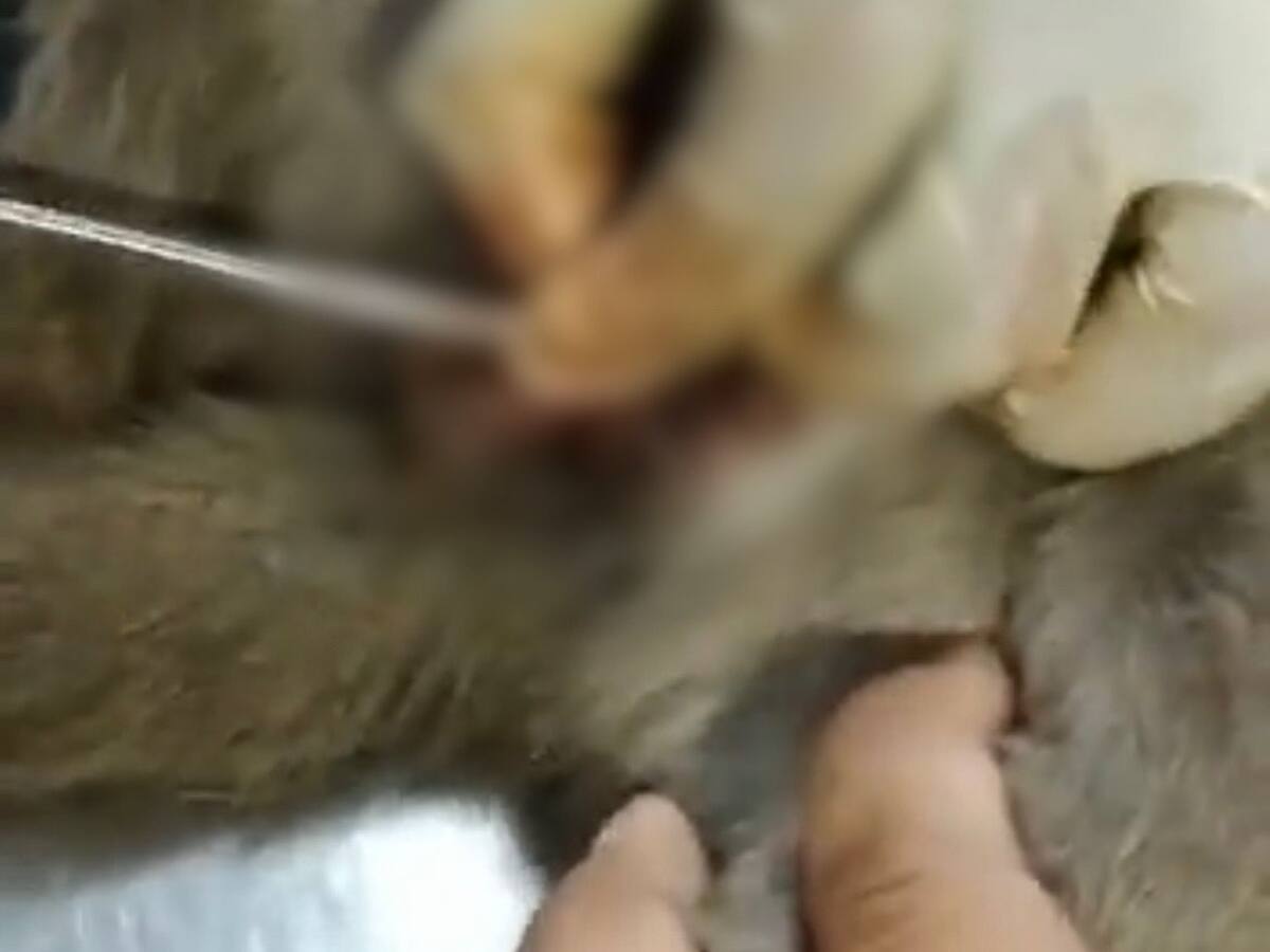 Corporación estaría usando animales vivos para sus prácticas veterinarias